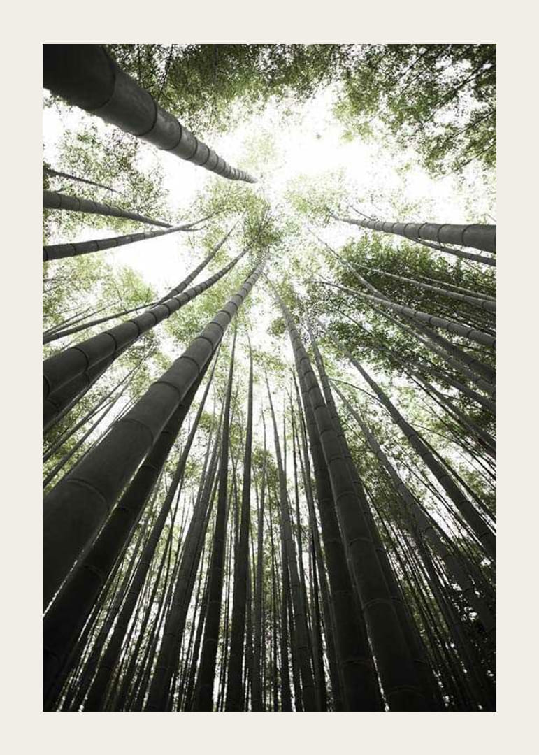 Photographie de grands troncs de bambou sur fond de canopée d'arbres vert vif-12