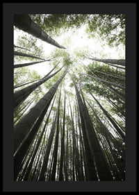 Photograph of tall bamboo trunks against bright green tree canopy-4