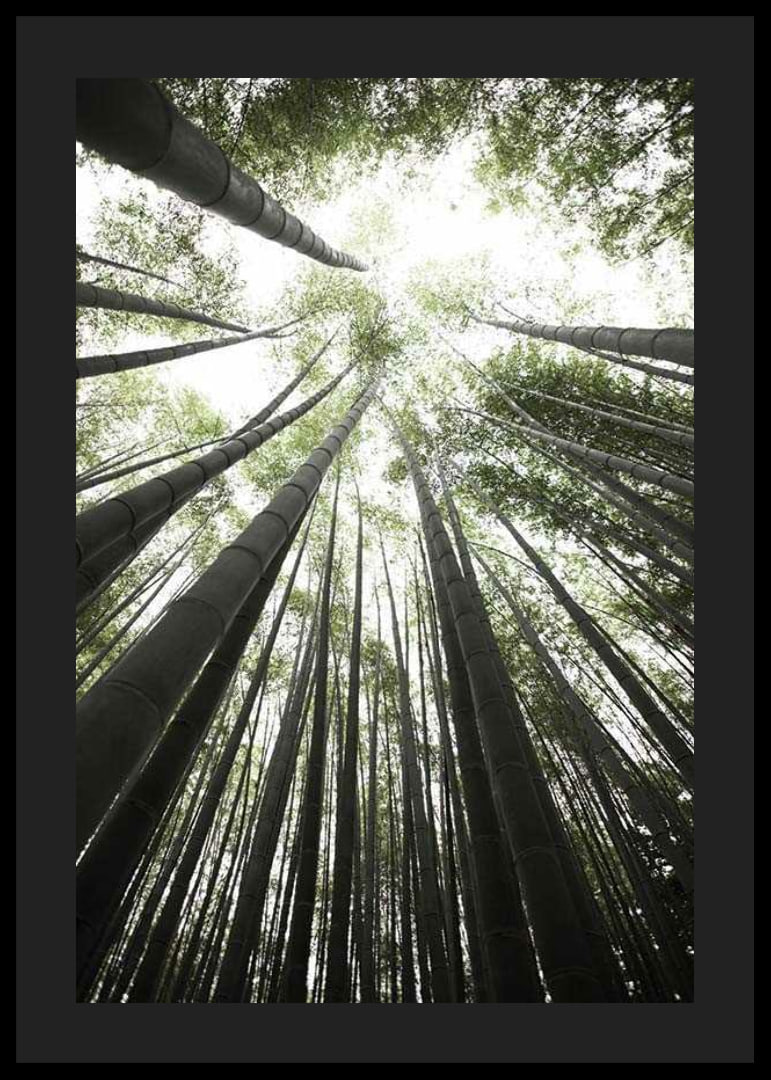 Photograph of tall bamboo trunks against bright green tree canopy-12