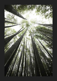 Photograph of tall bamboo trunks against bright green tree canopy-5