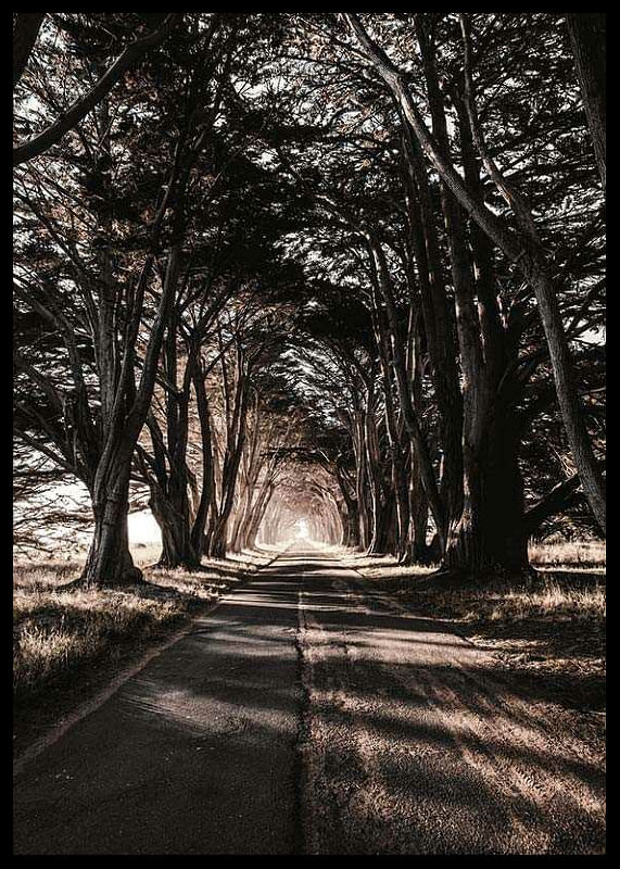Road Amidst Trees-12