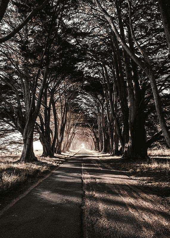 Road Amidst Trees-12