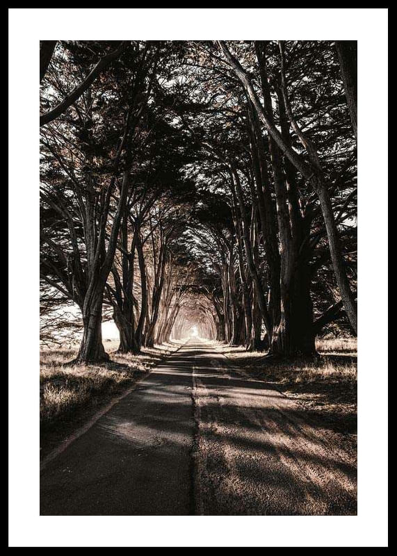 Road Amidst Trees-12