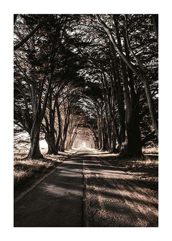 Poster Road Amidst Trees