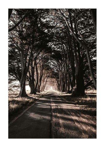 Plagát Road Amidst Trees