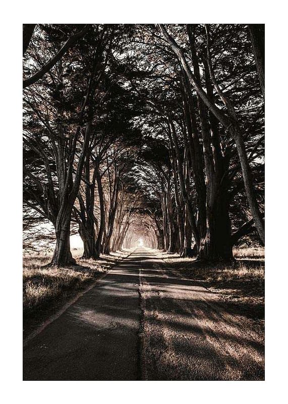 Plagát Road Amidst Trees