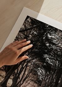 Road Amidst Trees-5