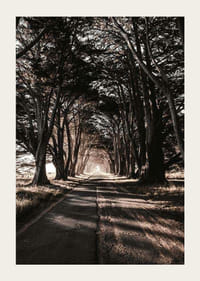 Lunga e stretta strada di campagna sotto alberi fitti nei toni autunnali-3