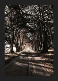 Lunga e stretta strada di campagna sotto alberi fitti nei toni autunnali-5