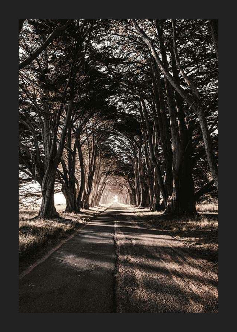 Lunga e stretta strada di campagna sotto alberi fitti nei toni autunnali-12