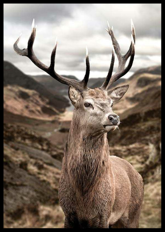 Cerf avec de grands bois dans un paysage de montagne vallonné, photographique-12