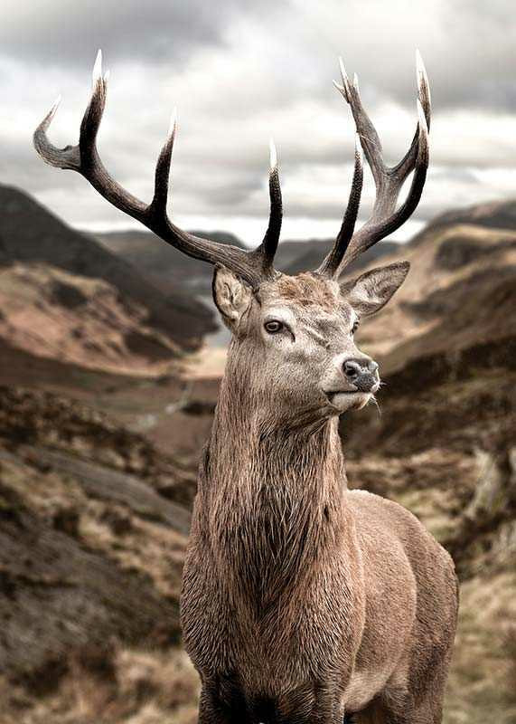 Cerf avec de grands bois dans un paysage de montagne vallonné, photographique-12