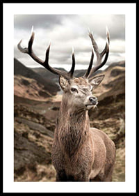 Cerf avec de grands bois dans un paysage de montagne vallonné, photographique-0