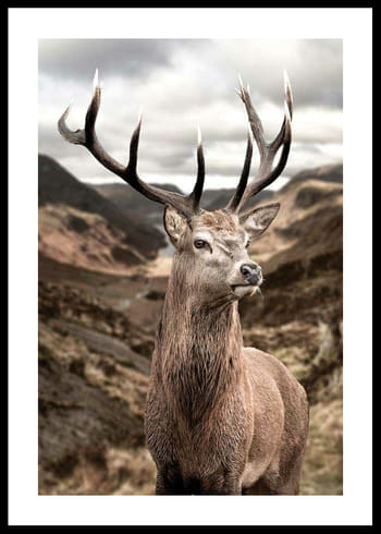 Poster Deer In Mountain Landscape