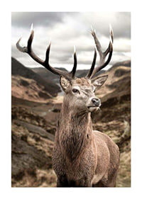 Cerf avec de grands bois dans un paysage de montagne vallonné, photographique-1