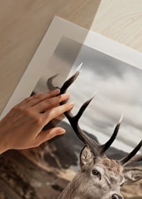 Cerf avec de grands bois dans un paysage de montagne vallonné, photographique-9