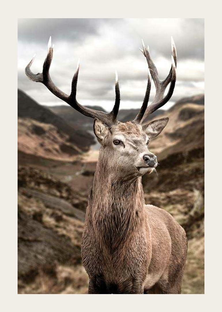 Cerf avec de grands bois dans un paysage de montagne vallonné, photographique-12