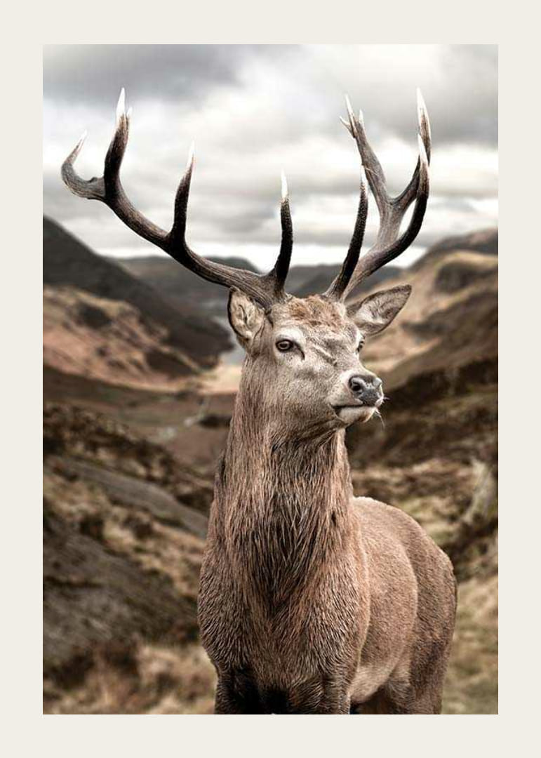 Veado com chifres grandes em paisagem montanhosa montanhosa, fotográfico-12