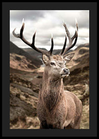 Cerf avec de grands bois dans un paysage de montagne vallonné, photographique-4