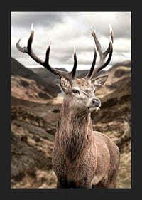 Cerf avec de grands bois dans un paysage de montagne vallonné, photographique-5