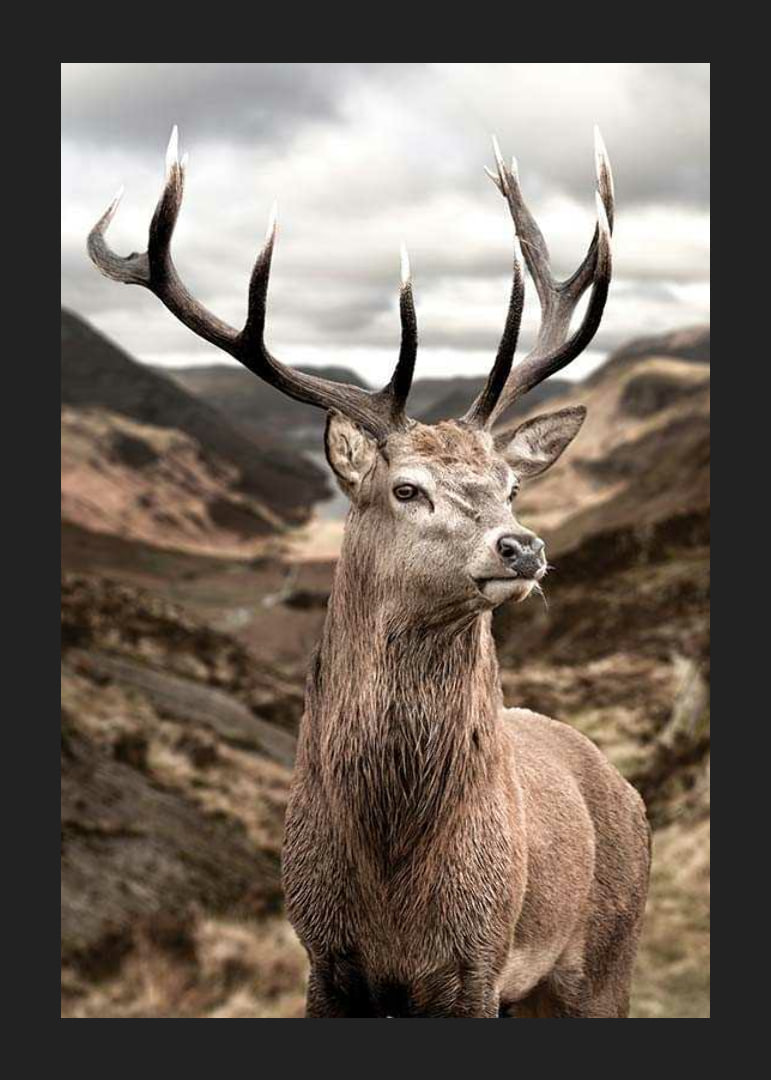 Cerf avec de grands bois dans un paysage de montagne vallonné, photographique-12