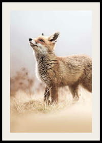 Kettu sivuprofiilissa niityllä sumuisella taustalla-2