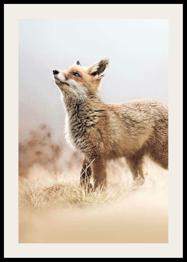 Kettu sivuprofiilissa niityllä sumuisella taustalla-12