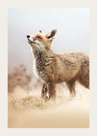 Kettu sivuprofiilissa niityllä sumuisella taustalla-3