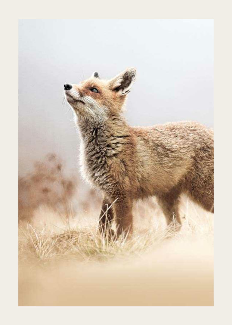 Kettu sivuprofiilissa niityllä sumuisella taustalla-12