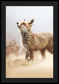 Kettu sivuprofiilissa niityllä sumuisella taustalla-4