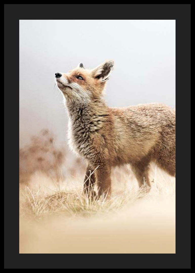 Kettu sivuprofiilissa niityllä sumuisella taustalla-12