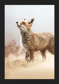 Kettu sivuprofiilissa niityllä sumuisella taustalla-5