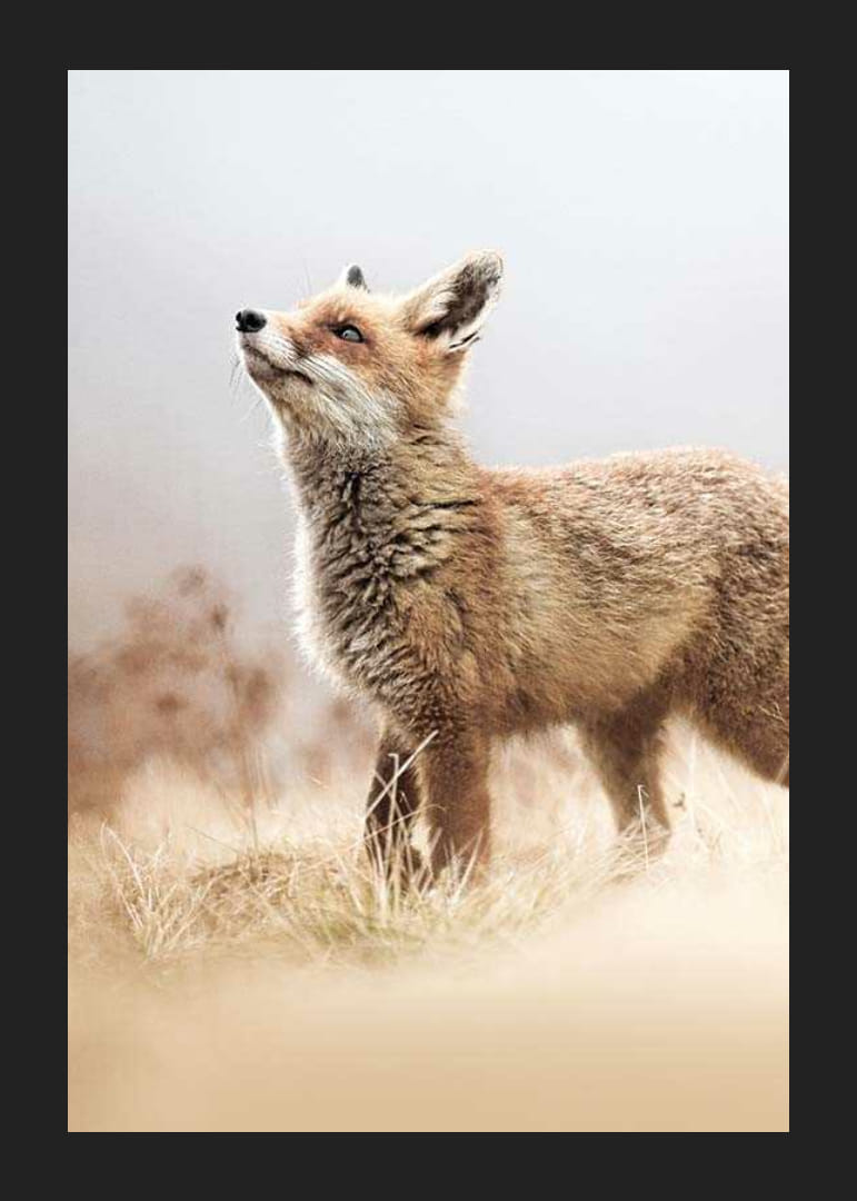 Kettu sivuprofiilissa niityllä sumuisella taustalla-12