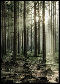 Photograph of dense coniferous forest with sun rays between the trees-6