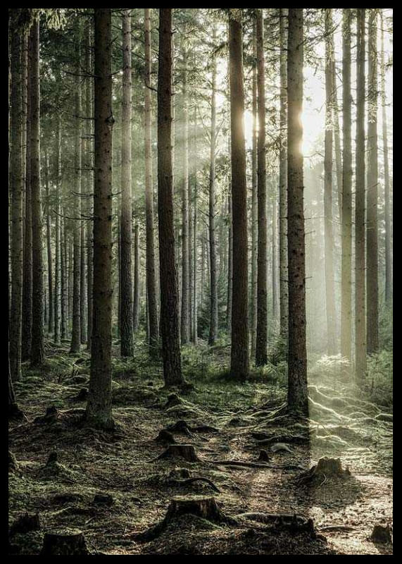 Sunbeam Forest-12