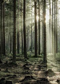 Photograph of dense coniferous forest with sun rays between the trees-7