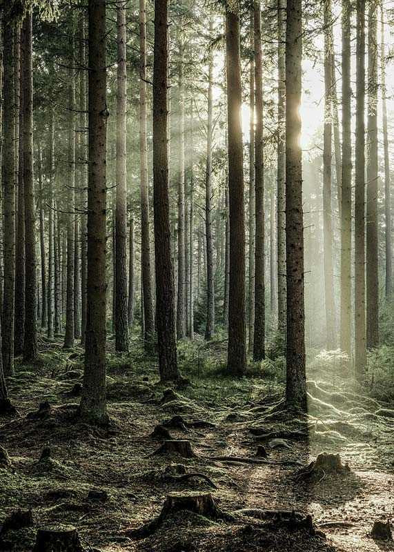 Photograph of dense coniferous forest with sun rays between the trees-12