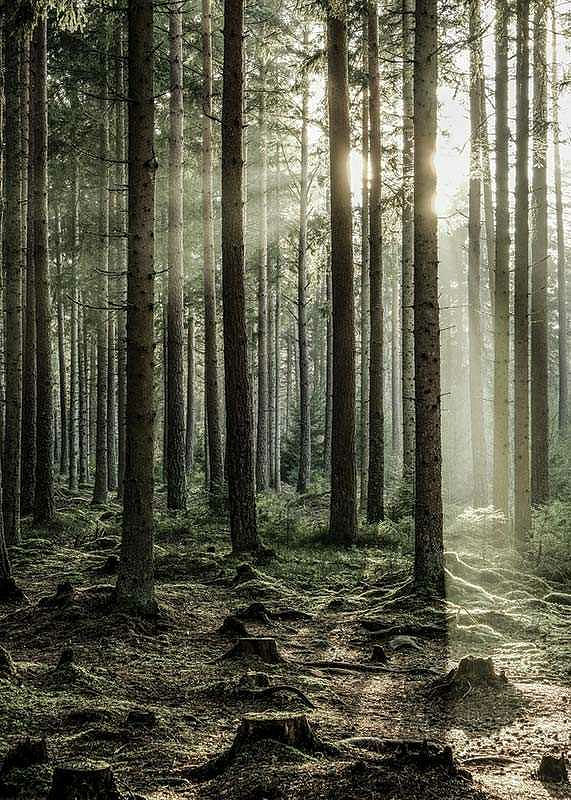 Sunbeam Forest-12