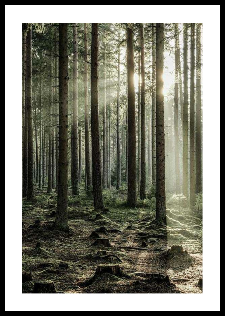 Photograph of dense coniferous forest with sun rays between the trees-12