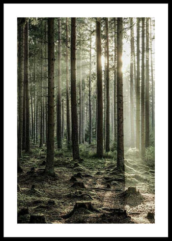 Poster Sunbeam Forest