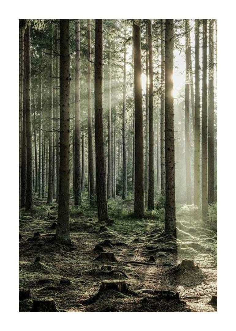Photograph of dense coniferous forest with sun rays between the trees-12