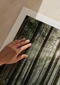 Photograph of dense coniferous forest with sun rays between the trees-9