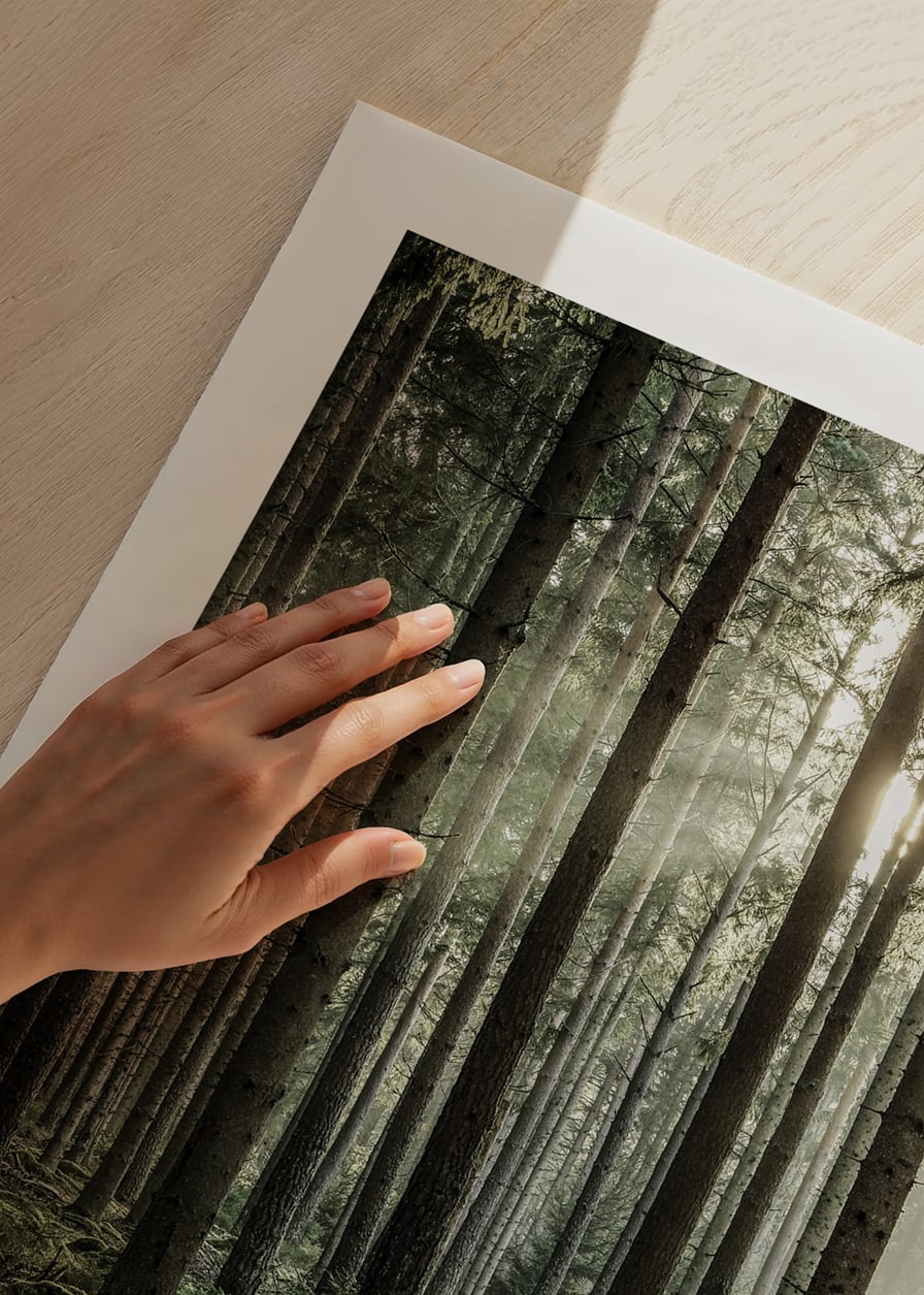 Photograph of dense coniferous forest with sun rays between the trees-12
