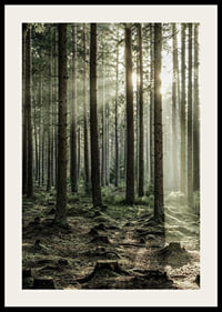 Photograph of dense coniferous forest with sun rays between the trees-2