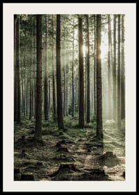 Photographie d'une forêt dense de conifères avec des rayons de soleil entre les arbres-2