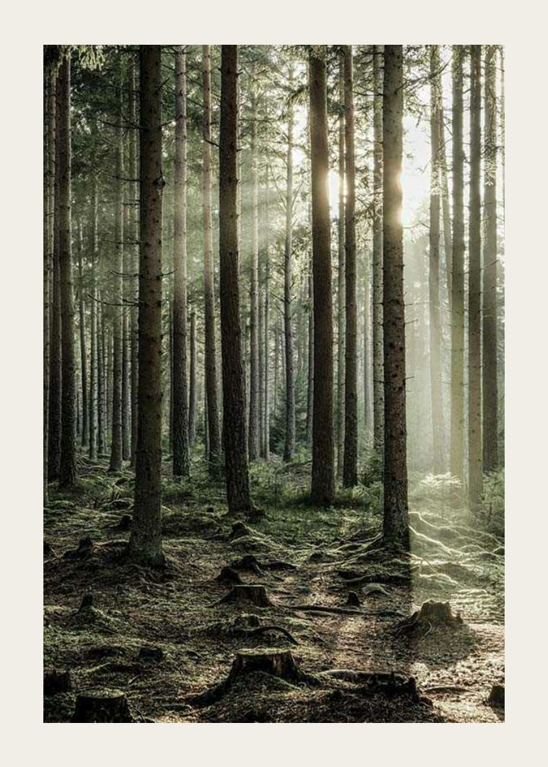 Photograph of dense coniferous forest with sun rays between the trees-12