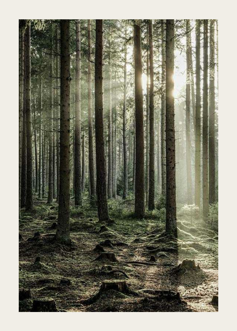 Photographie d'une forêt dense de conifères avec des rayons de soleil entre les arbres-12