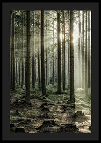 Photograph of dense coniferous forest with sun rays between the trees-4