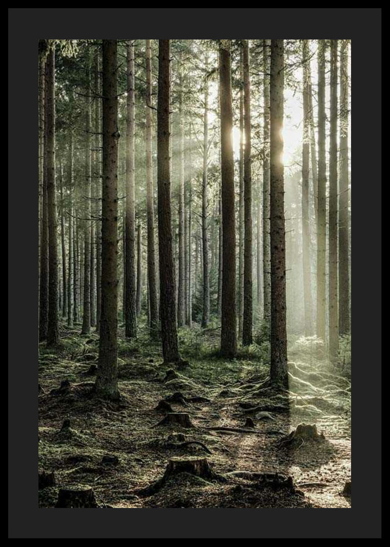 Photographie d'une forêt dense de conifères avec des rayons de soleil entre les arbres-12