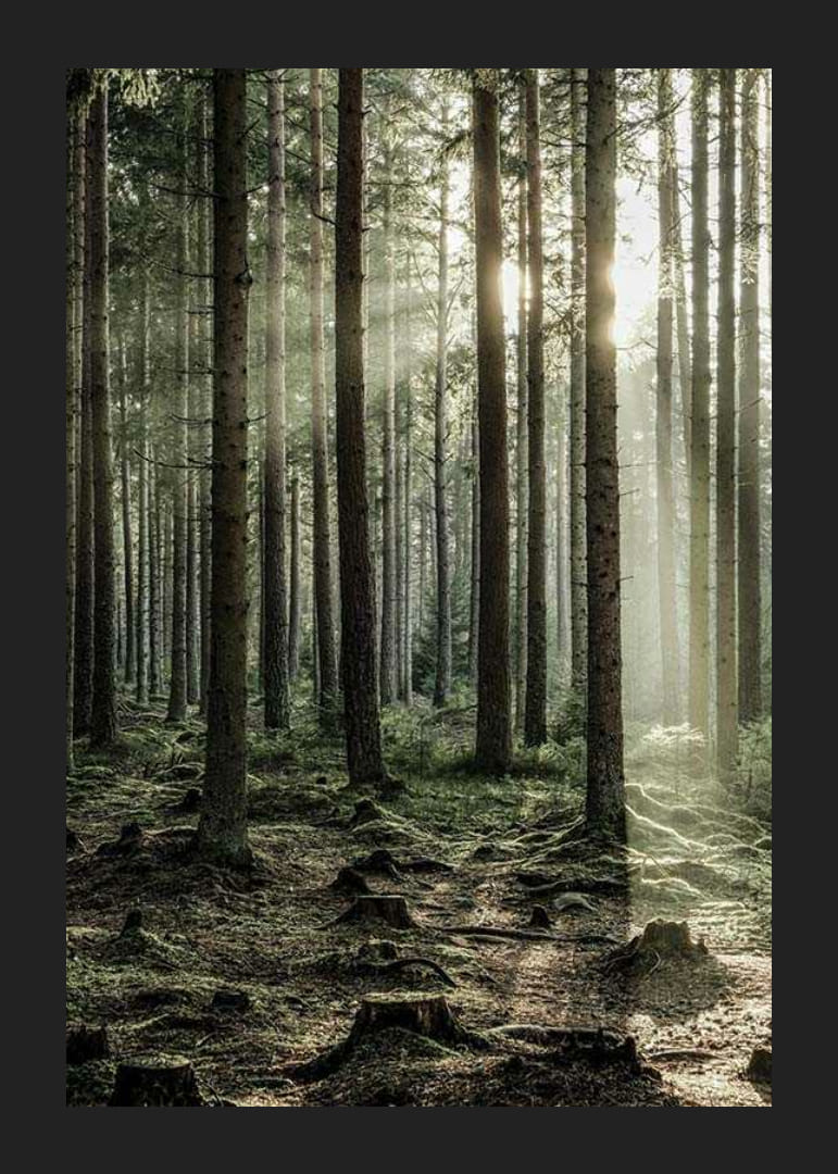 Photographie d'une forêt dense de conifères avec des rayons de soleil entre les arbres-12